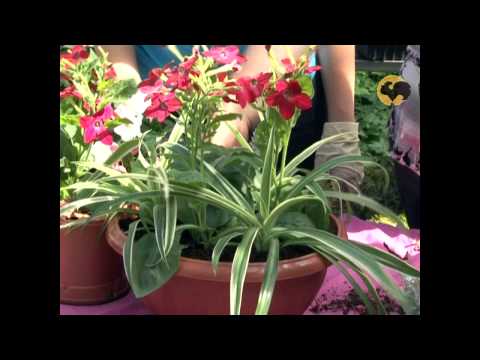 Видео: Сад и огород-95 Группировка растений.