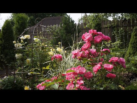 Видео: Обзор сада июнь 23