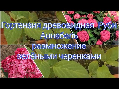 Видео: ГОРТЕНЗИЯ РУБИ АННАБЕЛЬ, ЧЕРЕНКОВАНИЕ ЗЕЛЁНЫМИ ЧЕРЕНКАМИ 🌱🌱🌱