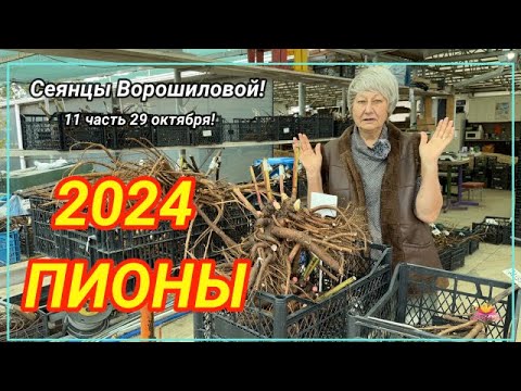 Видео: Цветение сеянцев пионов Ворошиловой А.Б. в 2024 году. Часть 11 / Сад Ворошиловой