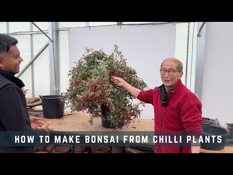 Видео: Как сделать бонсай из перца чили