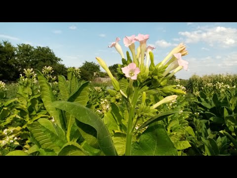 Видео: Цветонос табака. Оставить или удалить?