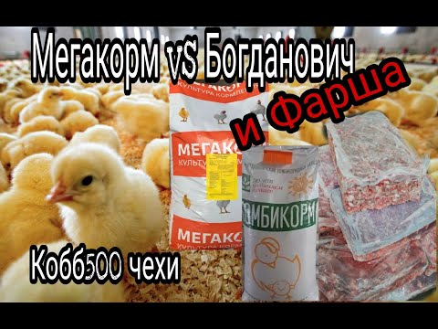 Видео: Кобб500 Чехи// Мегакорм против Богдановича и М.К.Фарша// Обогрев Курятника// Шпагат у цыпленка