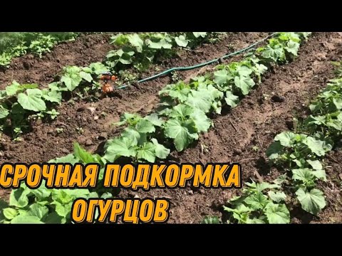 Видео: Важная подкормка огурцов в открытом грунте.