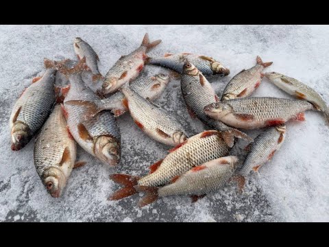 Видео: БЕЛОЯРКА. ЛЕЩ ЗАСТРЯЛ В ЛУНКЕ, ПЛОТВА (чебак) ПРИШЛОСЬ ПО ТРУДИТЬСЯ.