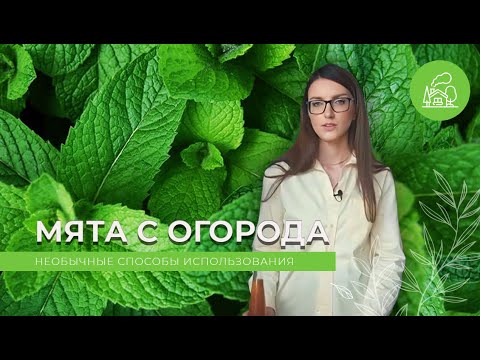 Видео: Как приготовить сироп из мяты | ДАЧА