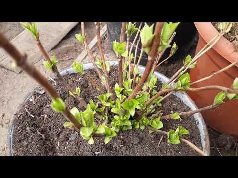 Видео: Крупнолистная гортензия после зимовки в неотапливаемом сарае 🌿🌿🌿