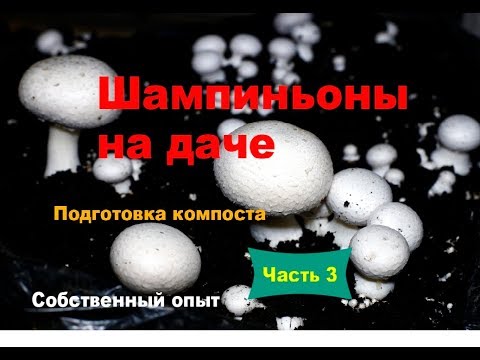 Видео: Шампиньоны на даче. Часть 3. Подготовка компоста