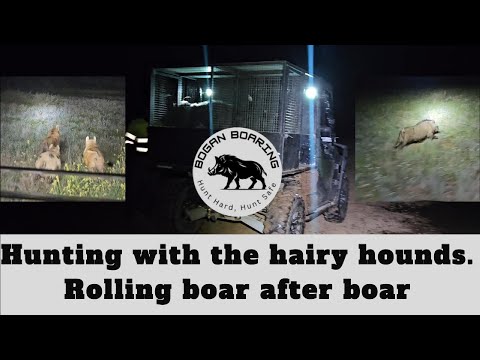 Видео: Охота с мохнатыми гончими. Преследование кабана за кабаном.