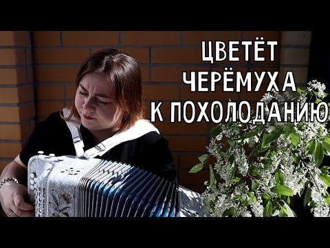 Видео: ЦВЕТЁТ ЧЕРЁМУХА К ПОХОЛОДАНИЮ - Лия Брагина