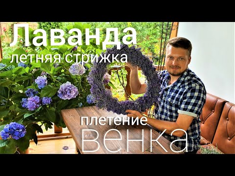 Видео: ЛАВАНДА. Летняя ОБРЕЗКА. Как сплести ЛАВАНДОВЫЙ ВЕНОК.