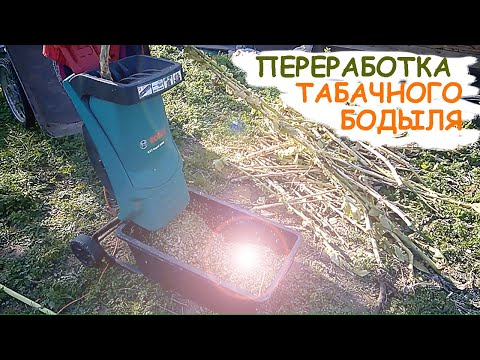 Видео: Заготовка и переработка ТАБАЧНОГО БОДЫЛЯ. Не выбрасывай стволы! ЦЕННОЕ удобрение!