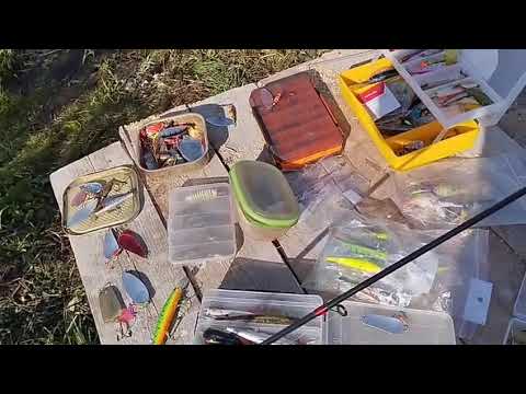 Видео: Будни егеря. 8.10.25. Рыбачим. 🎣.