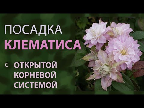 Видео: Как посадить КЛЕМАТИС с ОТКРЫТОЙ корневой системой. Осенняя посадка в контейнер молодого саженца