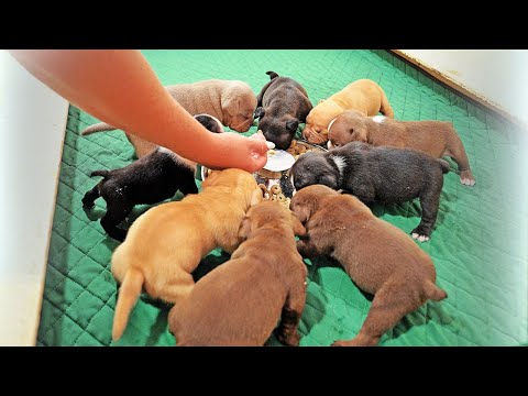 Видео: Дали сухой корм щенкам впервые! Будут ли кушать такое? Отправка щенков в новые дома.