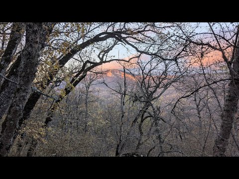 Видео: Прогулка по осеннему лесу. Северная Демерджи. 4 ноября 2024 г.