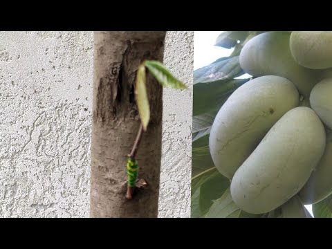 Видео: Прививка Азимины разными способами с результатами!