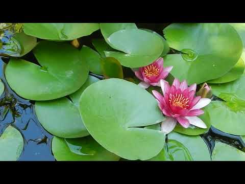 Видео: Прудик в конце лета.