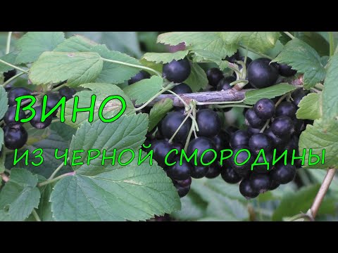 Видео: Вино из черной смородины.