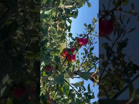 Видео: Хоней Крісп