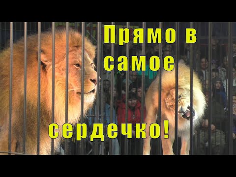 Видео: ВЕРБЛЮДЫ ПОКОРИЛИ / ЛЬВЫ - В САМОЕ СЕРДЕЧКО / 01 ноября 2025