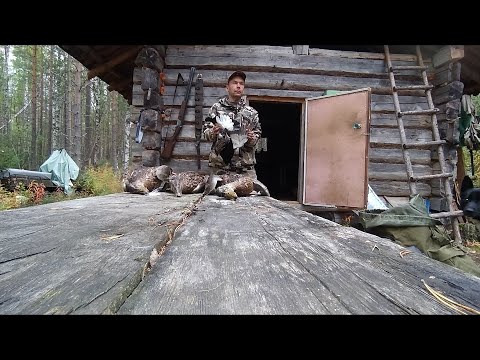 Видео: ХОДОВАЯ ОХОТА В ТАЙГЕ  / ОХОТА С ЛАЙКОЙ / БОРОВАЯ И ВОДОПЛАВАЮЩАЯ ДИЧЬ / ТЕТЕРЕВ, УТКИ / ИЗБА / БЫТ