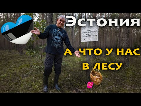 Видео: А что у нас в лесу? Эстония страна лесов и грибов.