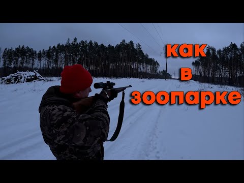 Видео: Огромное скопление ЛОСЯ. Лосей как в ЗООПАРКЕ. Охота на лося.