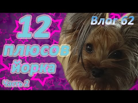 Видео: Часть 2. Плюсы йорка. Лучшая собака для квартиры.