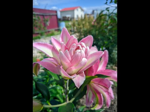 Видео: Лилии. Хранение зимой.