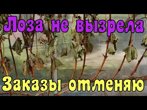Видео: Виноград. Лоза не вызрела .Черенков не будет.