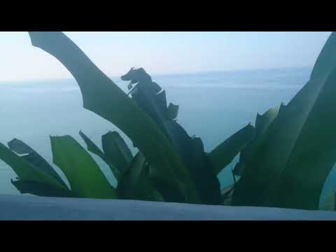 Видео: Батуми. Ботанический сад. Зелёный мыс