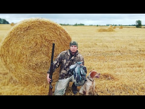Видео: ВОТ ЭТО ОХОТА! Я ДАВНО О ТАКОЙ ОХОТЕ МЕЧТАЛ! Охота на вяхиря.