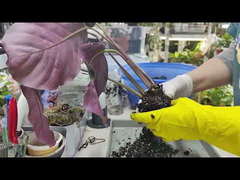 Видео: Рассаживаю и пересаживаю калатеи, ктенанты и еще много каких растюх 😊🌿☘️🌸#цветы #комнатныерастения