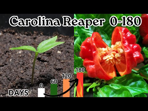 Видео: Перец острый Каролинский жнец 0-180 дней. Сверхострый перец.