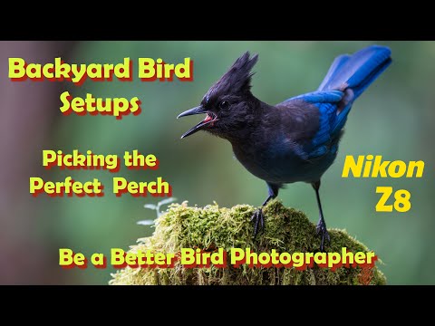 Видео: Стеллерова сойка: настройка для съёмки птиц на заднем дворе на Nikon Z8