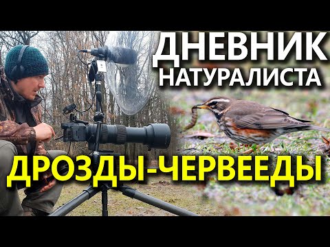 Видео: Дневник натуралиста. Дрозды-Червееды
