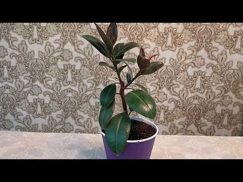 Видео: Фикус Мелани. Особенности ухода после покупки
