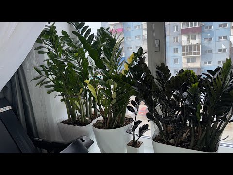 Видео: Замиокулькас будет распирать горшок, простой способ получить лес из горшков