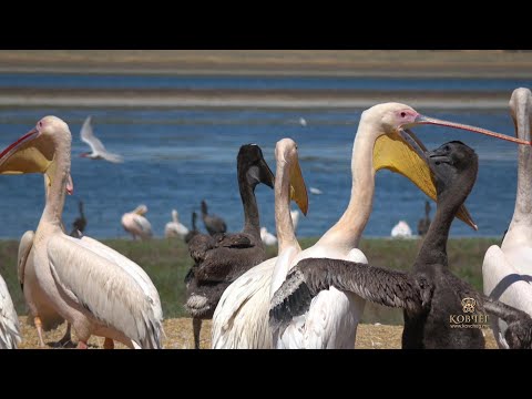 Видео: Маныч-Гудило. Царство пернатых