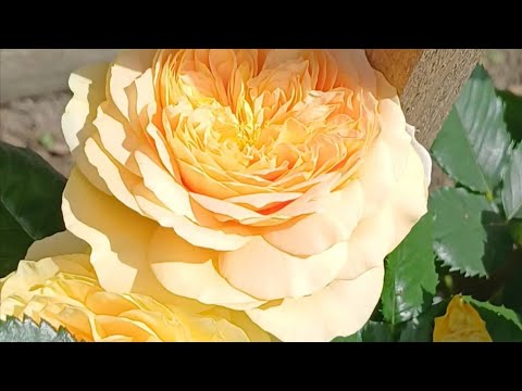 Видео: Цветные розы💛🧡💛. 1 часть . Жёлтые....🥰 Цветение и краткий обзор. #уральскиерозы#розы#жёлтыерозы