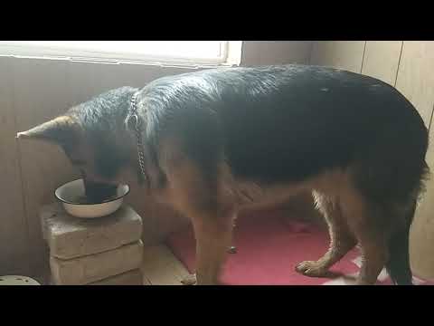 Видео: Кормление Арчи рубцом (9 месяцев)