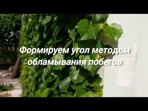 Видео: виноград ВИЧИ как быстро растёт?