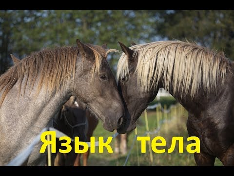 Видео: О "языке тела" или потанцуем с лошадью!