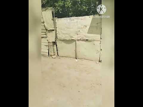 Видео: Какпатас. Лето. 2025