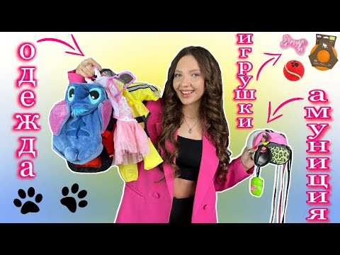 Видео: Одежда, амуниция и игрушки моих собак 🐶🐾 #шпицы #моисобаки