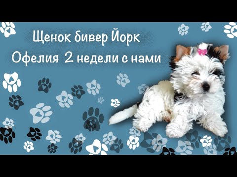 Видео: Бивер йоркширский терьер Офелия две недели с нами.