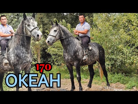 Видео: ОКЕАН АНЧА МЫНЧА АТТАН ЫКЧАМ 