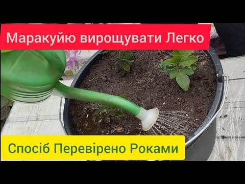 Видео: Маракуйю може виростити кожен таким способом. Що потрібно знати)))