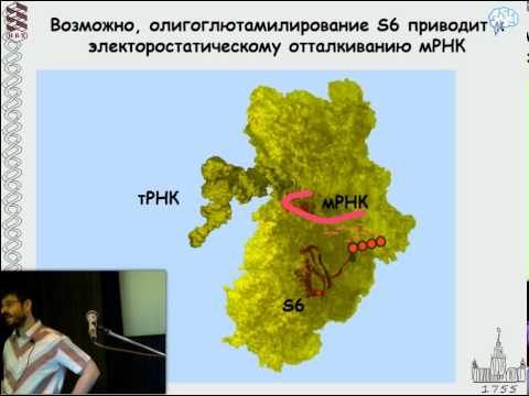 Видео: Сергиев П.: "Спящая рибосома"